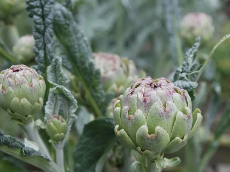 coltivare carciofi