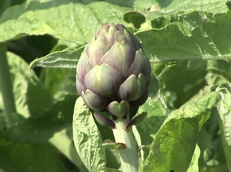 carciofi