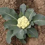 cavolfiore coltivazione