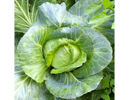 cavolo