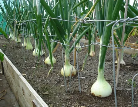 coltivare cipolle