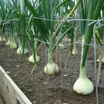 coltivare cipolle
