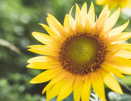 girasoli