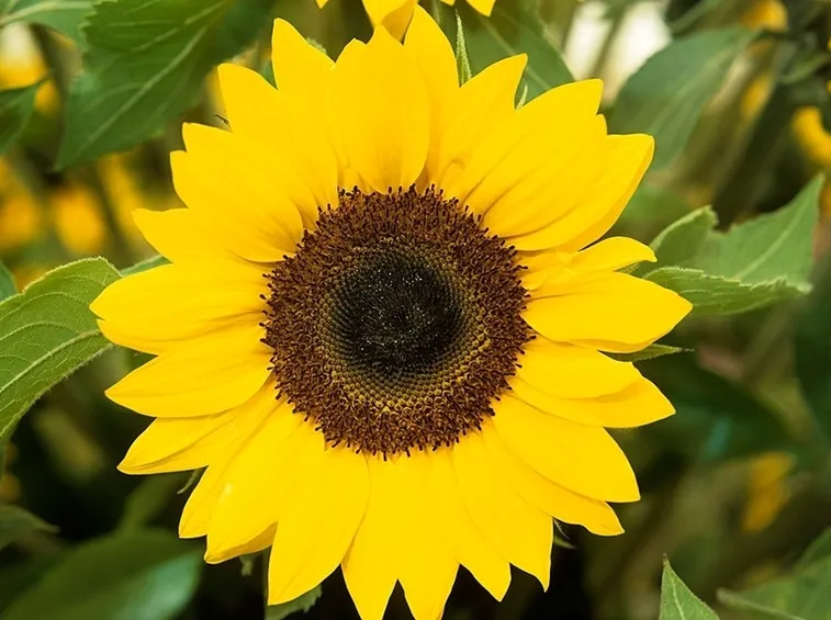 girasole coltivazione