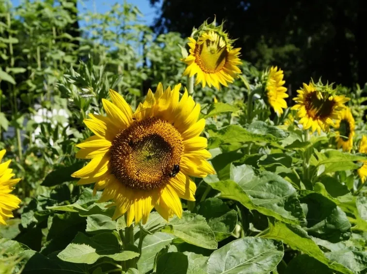 coltivare girasoli