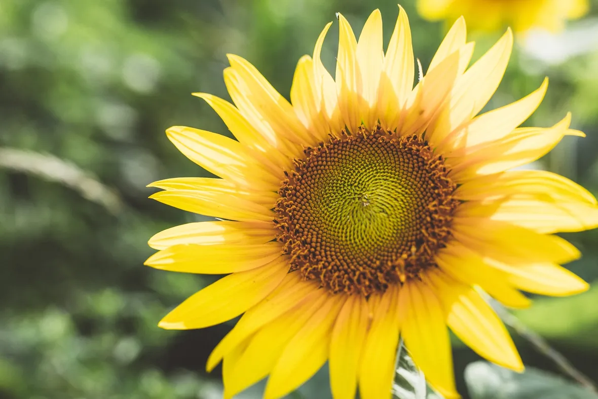 girasoli