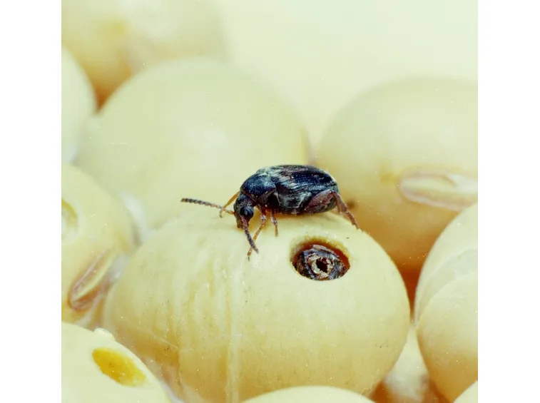 Lenticchie malattie