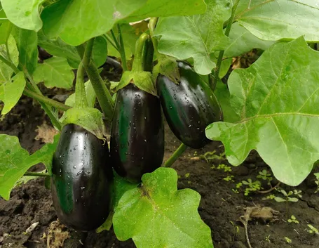 melanzane coltivazione