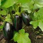 melanzane coltivazione