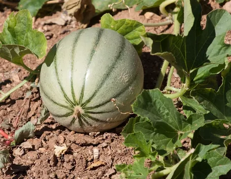 coltivare meloni