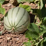 coltivare meloni