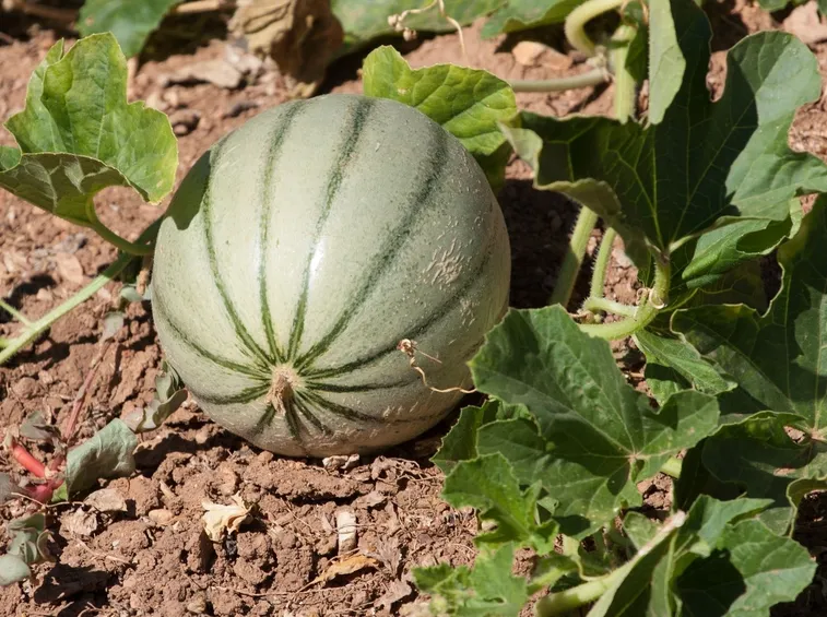 coltivare meloni