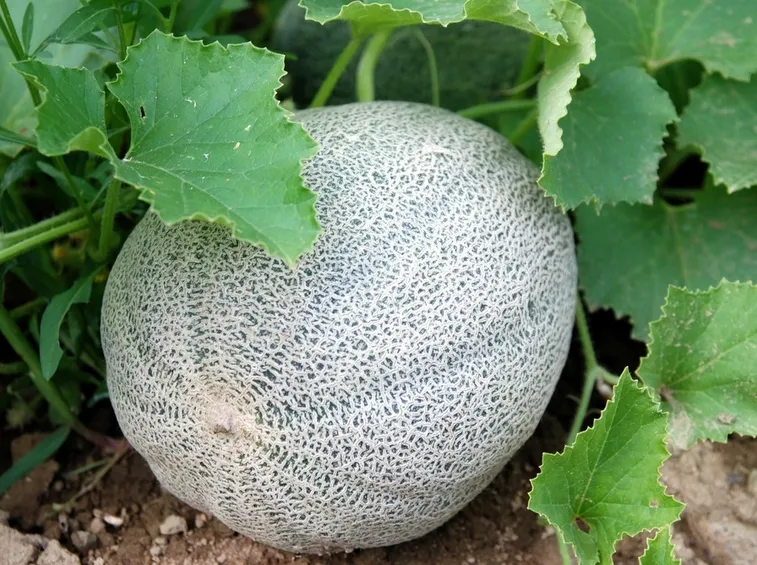 melone coltivazione