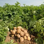 patate