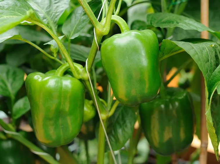coltivare peperoni