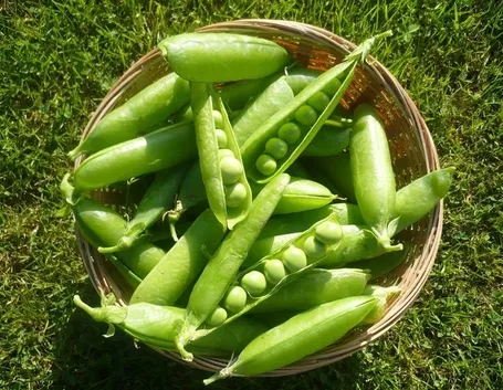 piselli