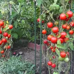 pomodori maturi