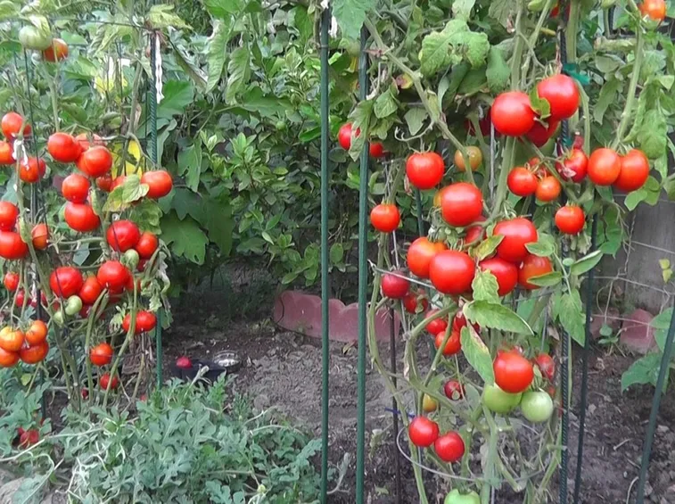 pomodori maturi
