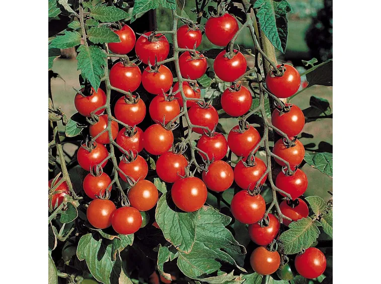 Grappoli di pomodori