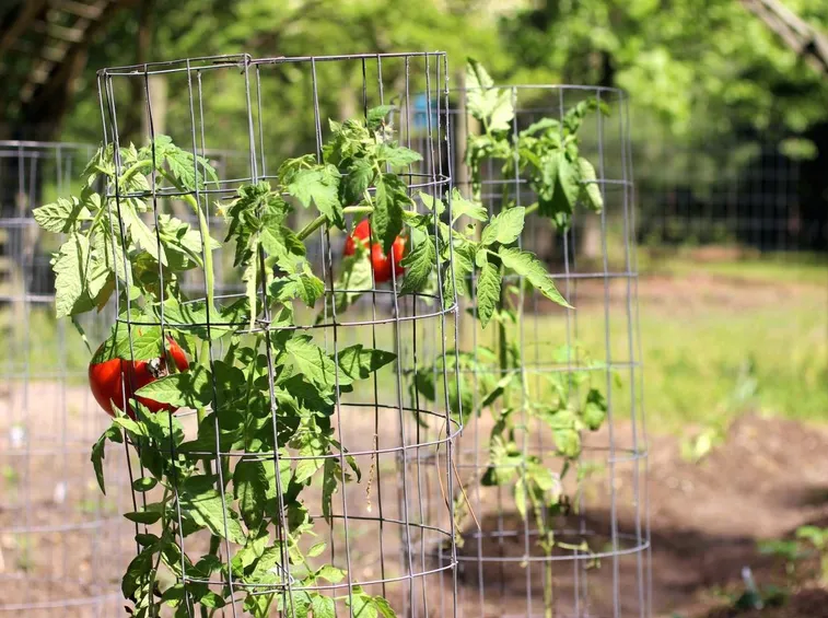 Pomodori coltivati in vaso