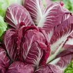 radicchio coltivare
