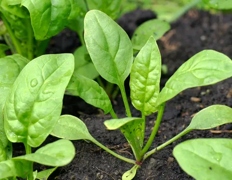 spinaci coltivazione