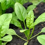 spinaci coltivazione