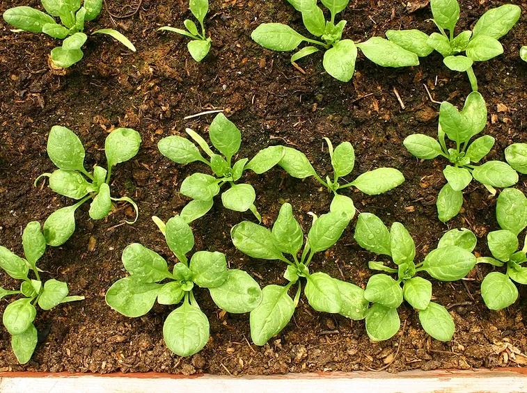 coltivare spinaci