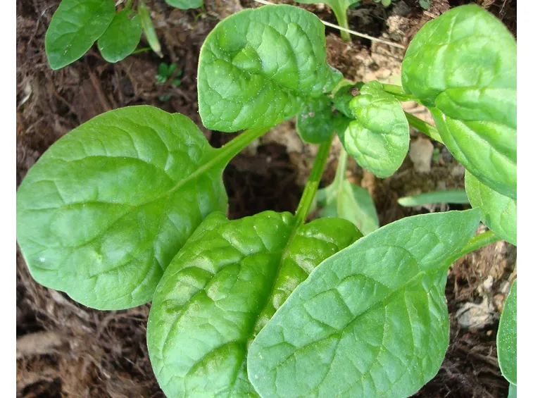 spinaci