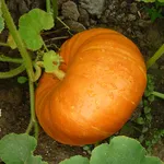 coltivazione zucche