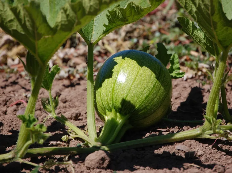 coltivare zucche