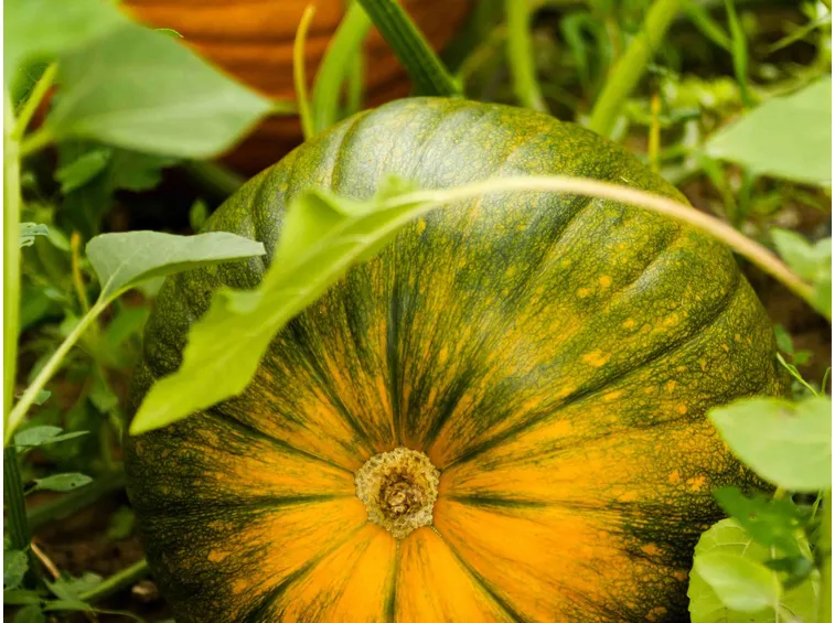 zucca
