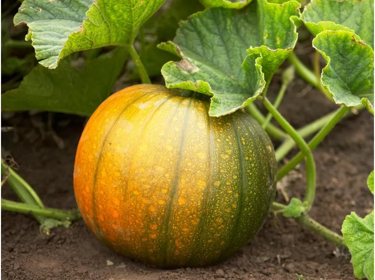 zucca coltivazione