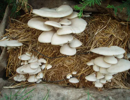 funghi coltivazione