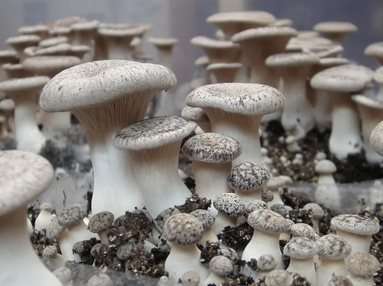 coltivazione funghi