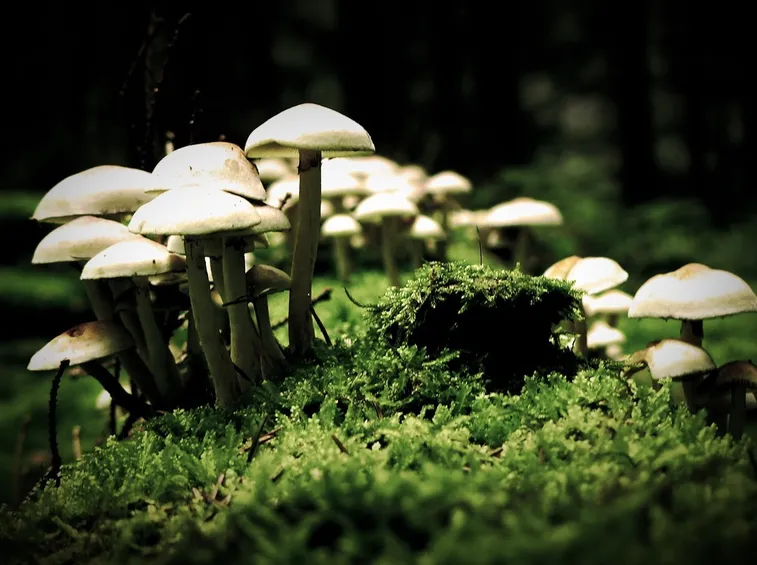 funghi