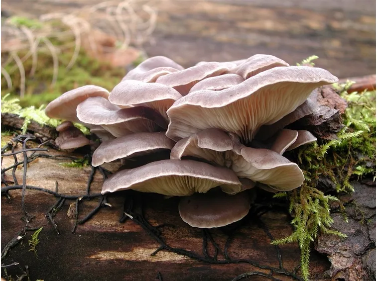 come coltivare funghi