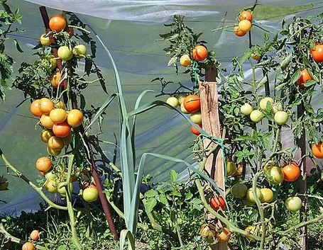 Piante di pomodoro