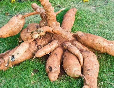 tubero tapioca