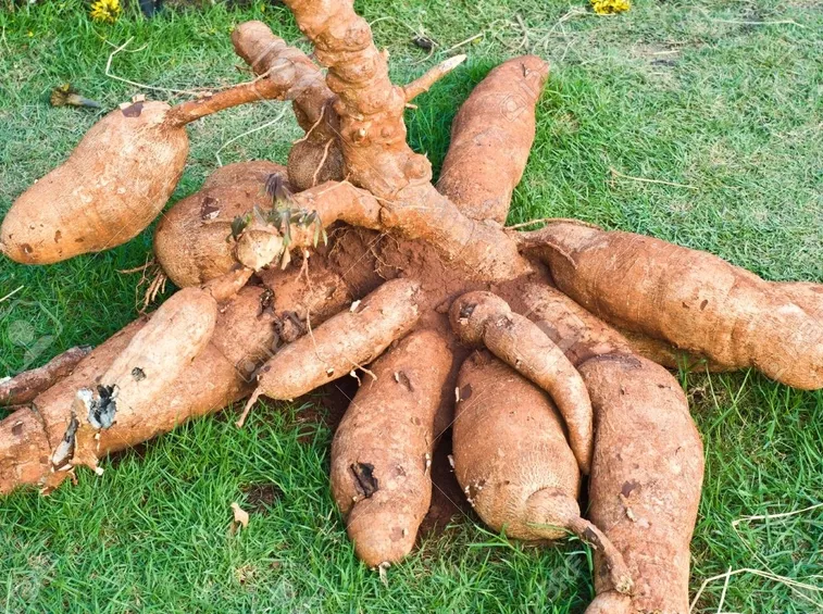 tubero tapioca