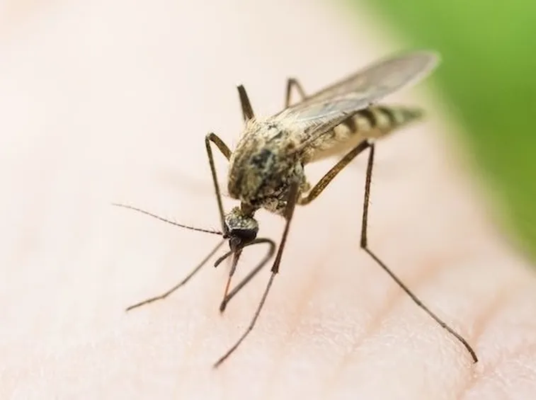 insetto virus