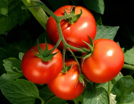 pomodori