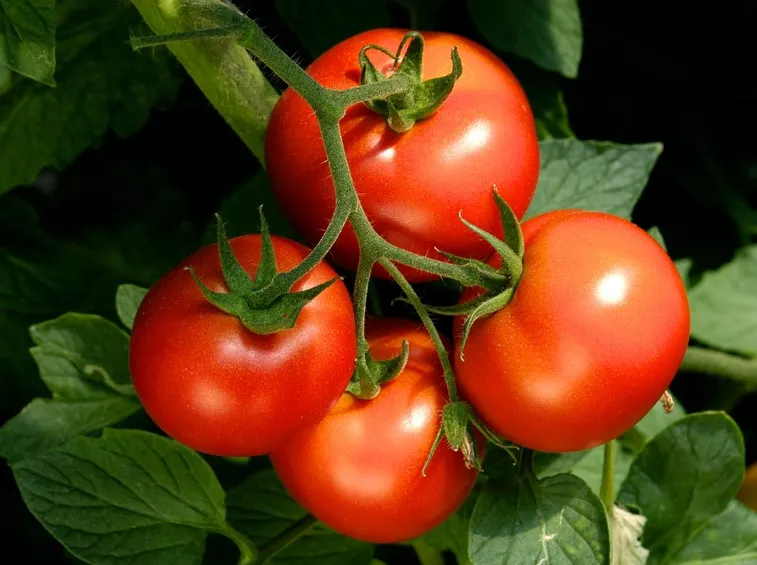 pomodori