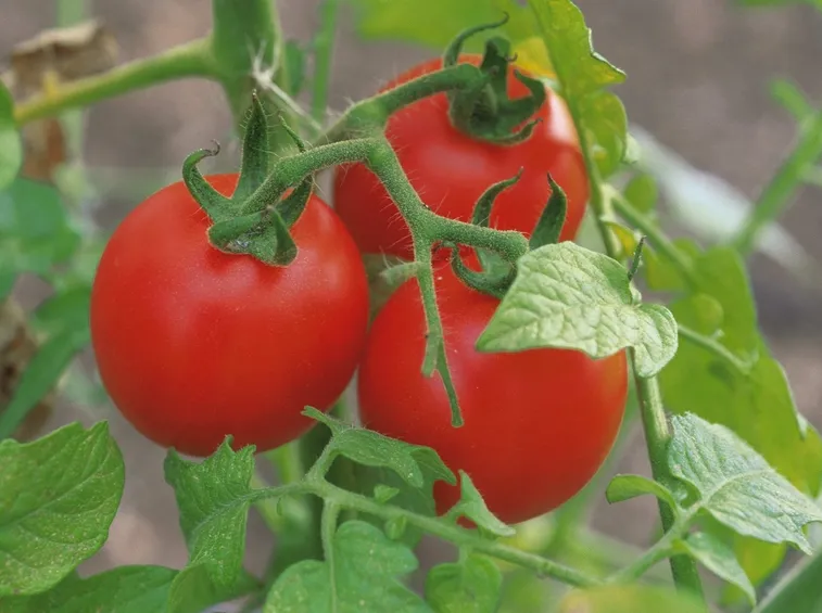 concimare pomodori