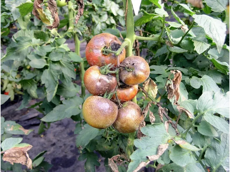 Muffa del pomodoro