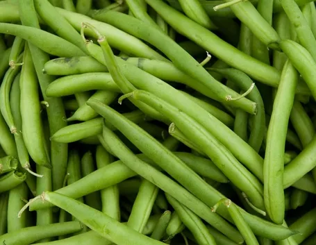 Fagiolini raccolti