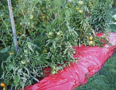 Pacciamatura pomodori