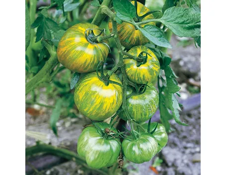 I pomodori zebrati