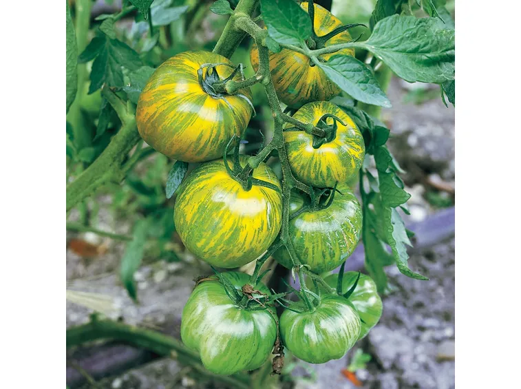 I pomodori zebrati