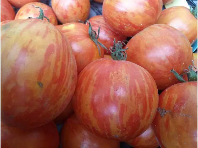pomodoro zebra rosso
